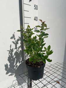 Chaenomeles sup. 'Nicoline' 30-40 cm cont. 3,0L - afbeelding 4