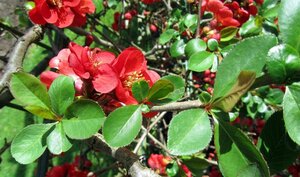 Chaenomeles sup. 'Nicoline' 30-40 cm cont. 3,0L - afbeelding 2