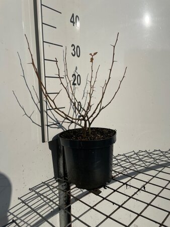 Chaenomeles sup. 'Nicoline' 30-40 cm cont. 3,0L - afbeelding 5