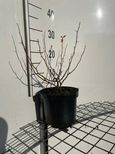 Chaenomeles sup. 'Nicoline' 30-40 cm cont. 3,0L - afbeelding 5