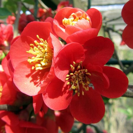 Chaenomeles sup. 'Nicoline' 30-40 cm cont. 3,0L - afbeelding 3