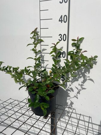 Chaenomeles sup. 'Pink Lady' 30-40 cm cont. 3,0L - afbeelding 3