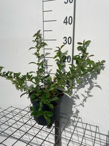 Chaenomeles sup. 'Pink Lady' 30-40 cm cont. 3,0L - afbeelding 3