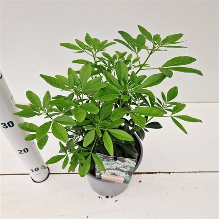 Choisya ternata 25-30 cm cont. 2,0L - afbeelding 4