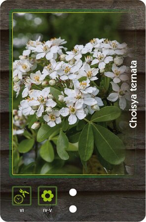Choisya ternata 25-30 cm cont. 2,0L - afbeelding 8