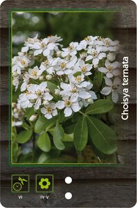 Choisya ternata 25-30 cm cont. 2,0L - afbeelding 8