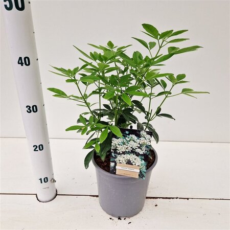 Choisya ternata 25-30 cm cont. 2,0L - afbeelding 5