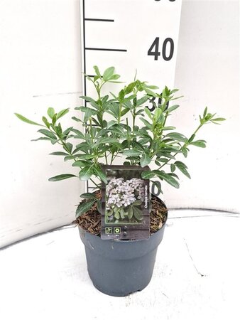 Choisya ternata 25-30 cm cont. 2,0L - afbeelding 9