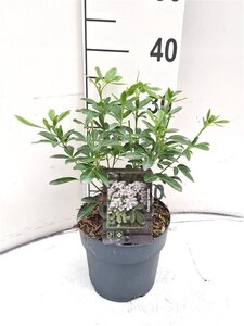 Choisya ternata 25-30 cm cont. 2,0L - afbeelding 9