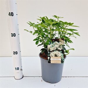 Choisya ternata 25-30 cm cont. 2,0L - afbeelding 6