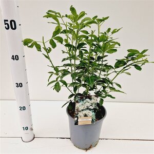 Choisya ternata 25-30 cm cont. 2,0L - afbeelding 7