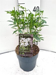 Choisya ternata 25-30 cm cont. 2,0L - afbeelding 9