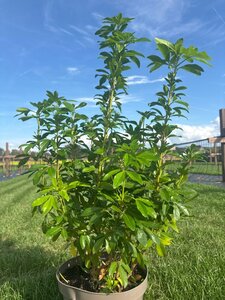 Choisya ternata 60-80 cm cont. 7,5L - afbeelding 6