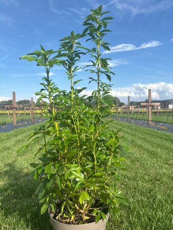 Choisya ternata 60-80 cm cont. 7,5L - afbeelding 4