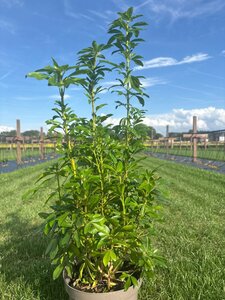 Choisya ternata 60-80 cm cont. 7,5L - afbeelding 4