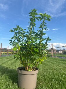 Choisya ternata 60-80 cm cont. 7,5L - afbeelding 7