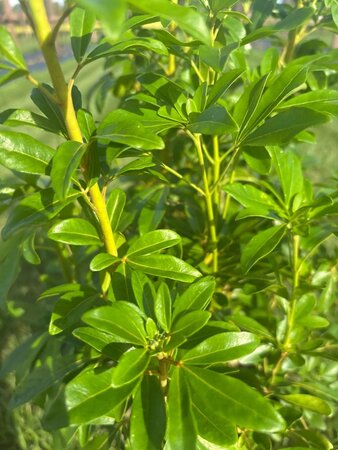 Choisya ternata 60-80 cm cont. 7,5L - afbeelding 5