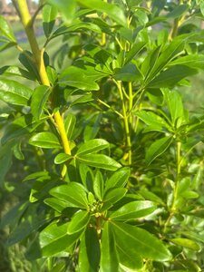 Choisya ternata 60-80 cm cont. 7,5L - afbeelding 5