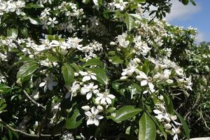 Choisya ternata 80-100 cm met kluit