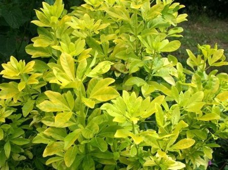 Choisya t. 'Lich' = 'Sundance' 25-30 cm cont. 3,0L - afbeelding 2