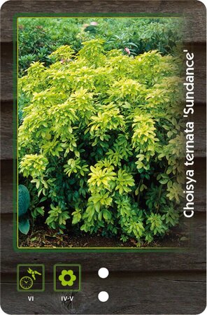 Choisya t. Sundance 30-40 cm cont. 7,5L - afbeelding 7