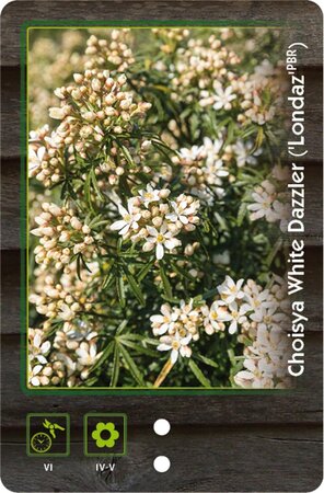 Choisya t. White Dazzler 25-30 cm cont. 2,0L - afbeelding 1