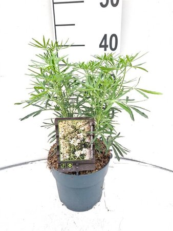 Choisya t. White Dazzler 25-30 cm cont. 2,0L - afbeelding 4
