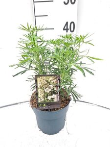 Choisya t. White Dazzler 25-30 cm cont. 2,0L - afbeelding 4