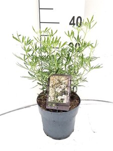 Choisya t. White Dazzler 25-30 cm cont. 2,0L - afbeelding 2