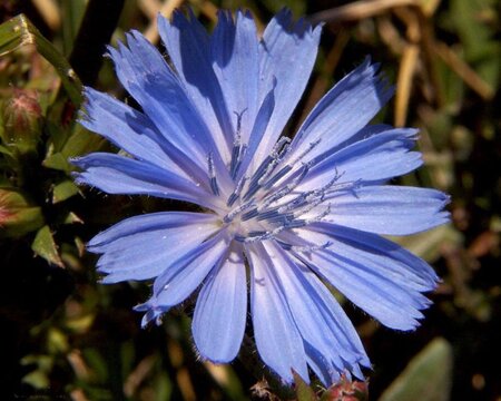 Cichorium intybus geen maat specificatie 0,55L/P9cm - afbeelding 4