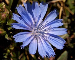 Cichorium intybus geen maat specificatie 0,55L/P9cm - afbeelding 4
