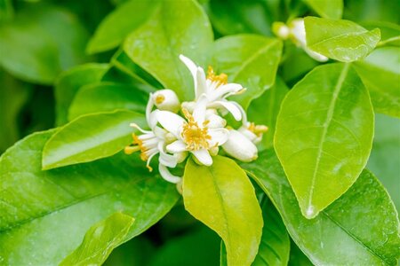 Citrus limon 90 cm stam container - afbeelding 1