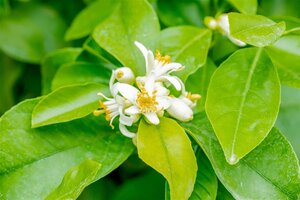 Citrus limon 90 cm stam container - afbeelding 1