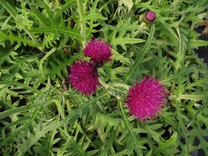 Cirsium rivulare 'Atropurpureum' geen maat specificatie 0,55L/P9cm - afbeelding 1