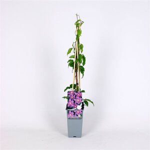 Clematis 'Etoile de Malicorne' 70 cm vierkant 2L