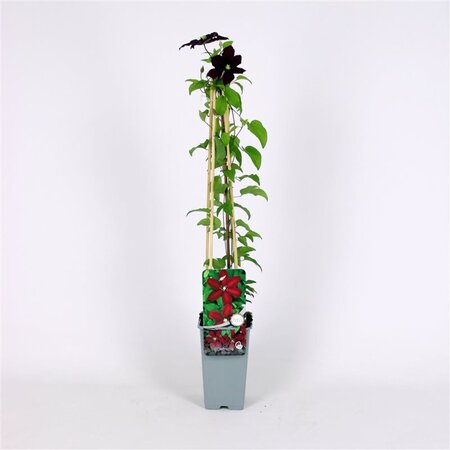 Clematis 'Niobe' 70 cm vierkant 2L