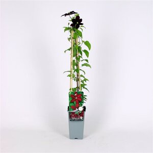 Clematis 'Niobe' 70 cm vierkant 2L