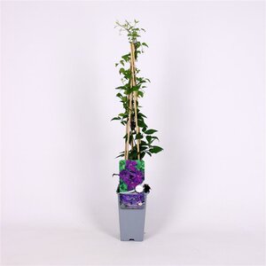 Clematis 'Polish Spirit' 70 cm vierkant 2L