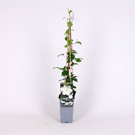 Clematis 'Shirayukihime' (wit) 70 cm vierkant 2L - afbeelding 3