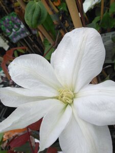 Clematis 'Shirayukihime' (wit) 70 cm vierkant 2L