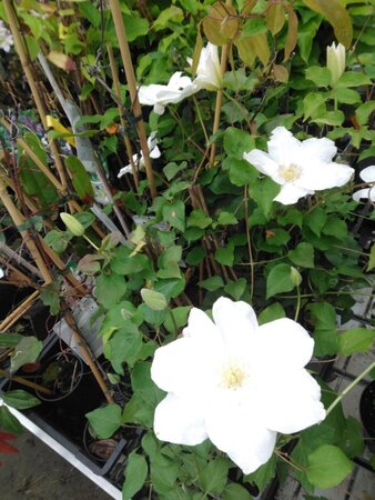 Clematis 'Shirayukihime' (wit) 70 cm vierkant 2L - afbeelding 2