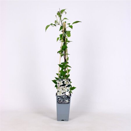 Clematis spooneri 70 cm vierkant 2L