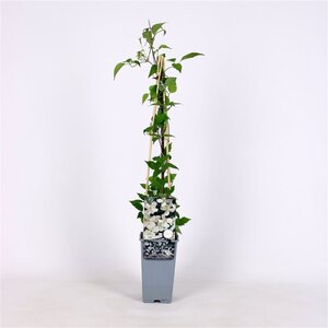 Clematis spooneri 70 cm vierkant 2L