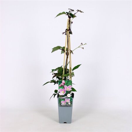 Clematis 'Superba' 70 cm vierkant 2L