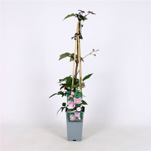 Clematis 'Superba' 70 cm vierkant 2L