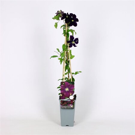 Clematis 'Warszawska Nike' 70 cm vierkant 2L