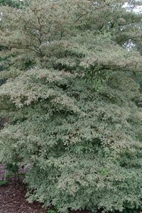 Cornus alternifolia 'Argentea' 60-80 cm met kluit - afbeelding 2