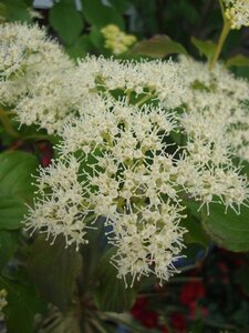 Cornus alternifolia 'Argentea' 80-100 cm met kluit
