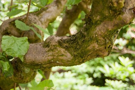 Corylus a. 'Contorta' 40-60 cm cont. 3,0L - afbeelding 7