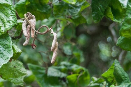 Corylus a. 'Contorta' 60-80 cm container - afbeelding 2